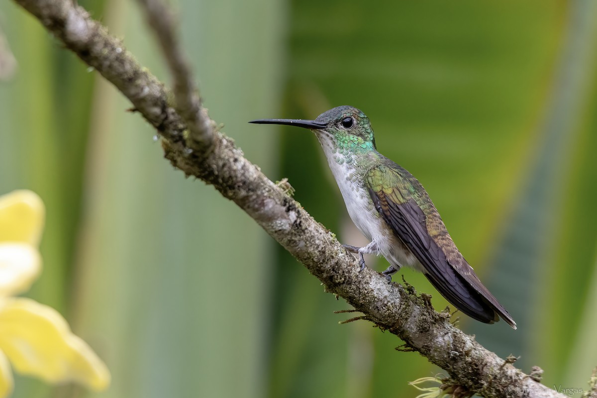 ズアオエメラルドハチドリ - ML646844385