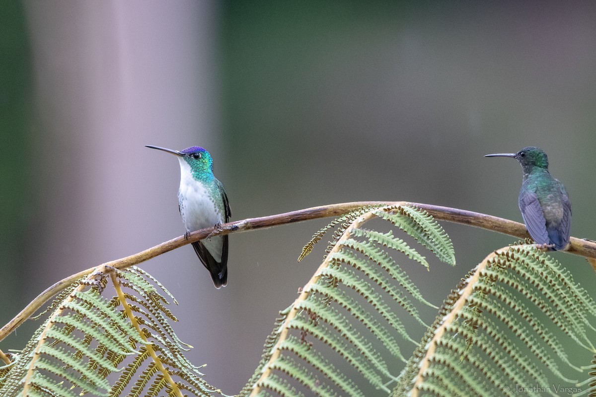 ズアオエメラルドハチドリ - ML646844386