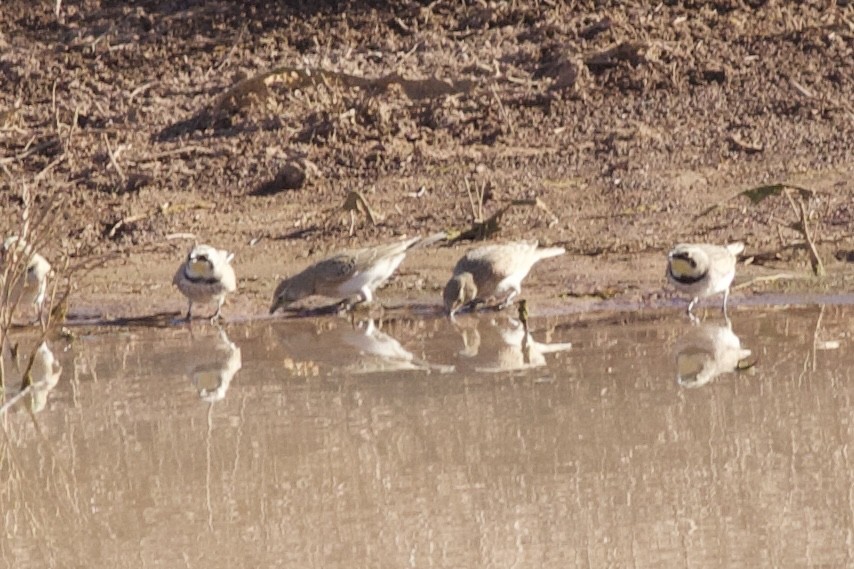 Horned Lark - ML646844387