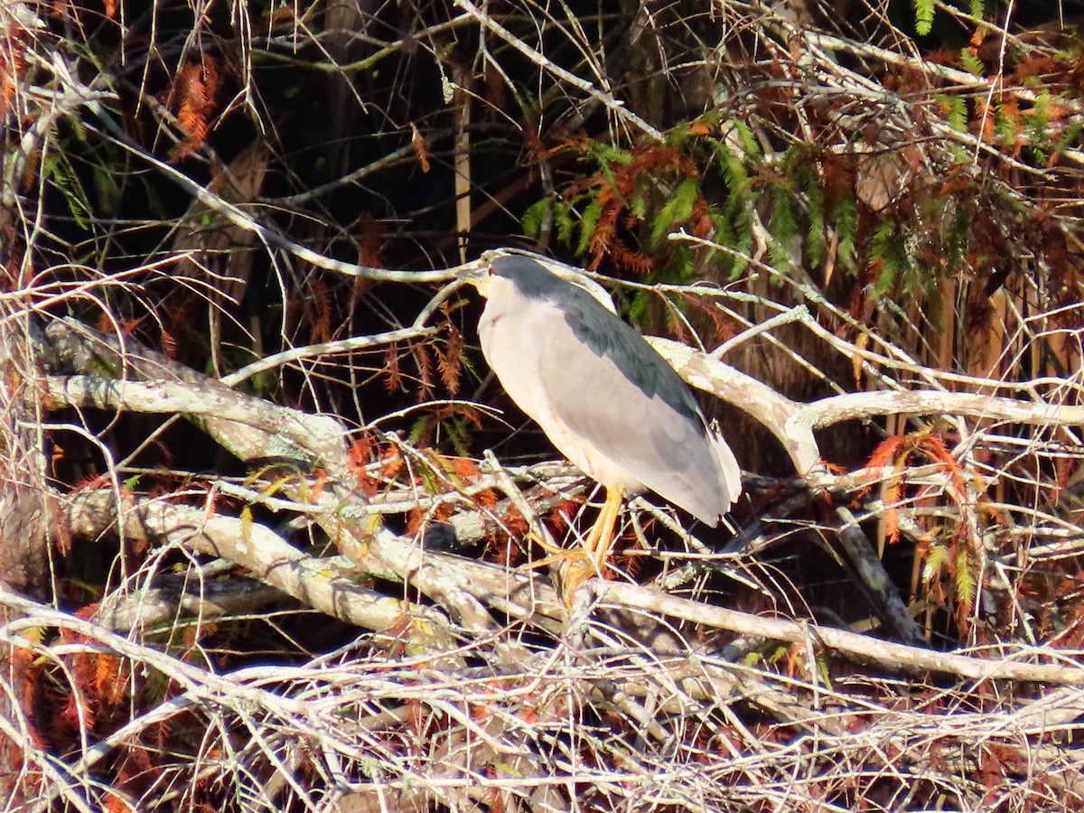 Black-crowned Night Heron - ML646844388