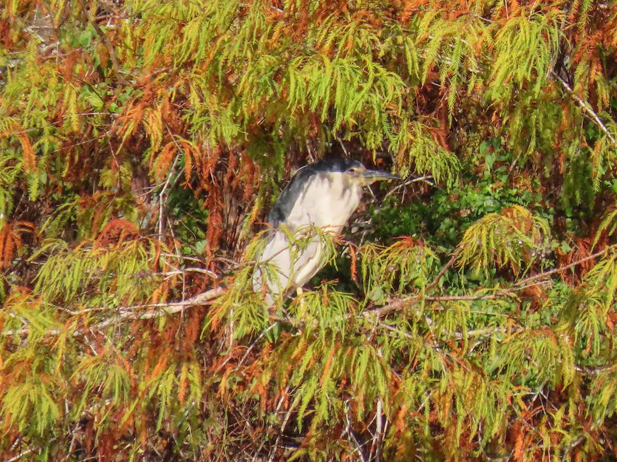 Black-crowned Night Heron - ML646844389
