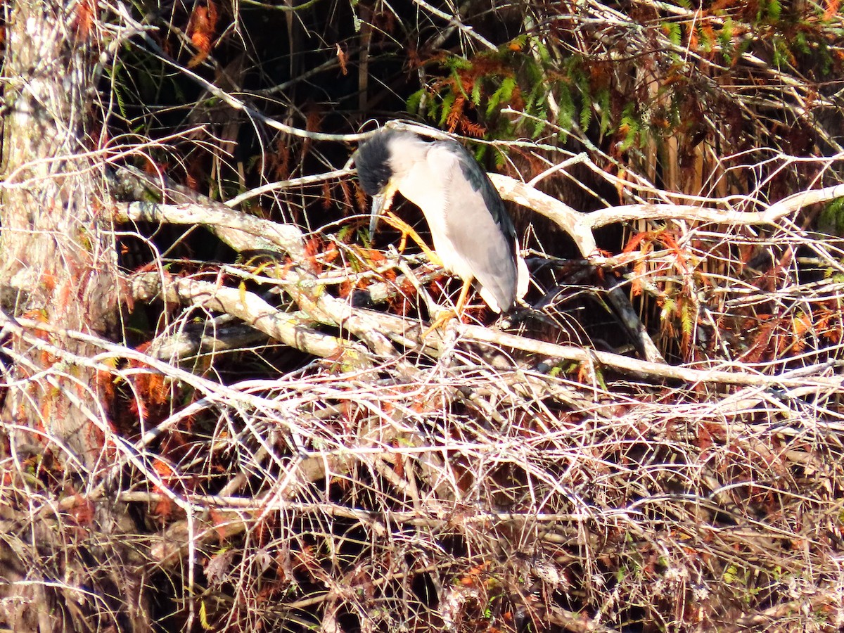 Black-crowned Night Heron - ML646844390