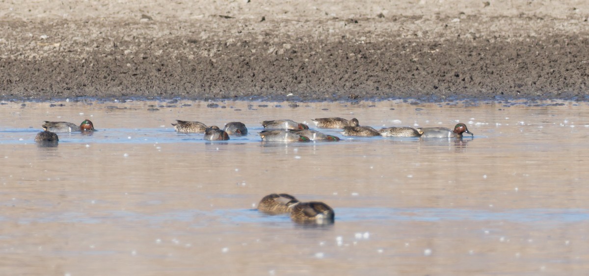 Green-winged Teal - ML646844391