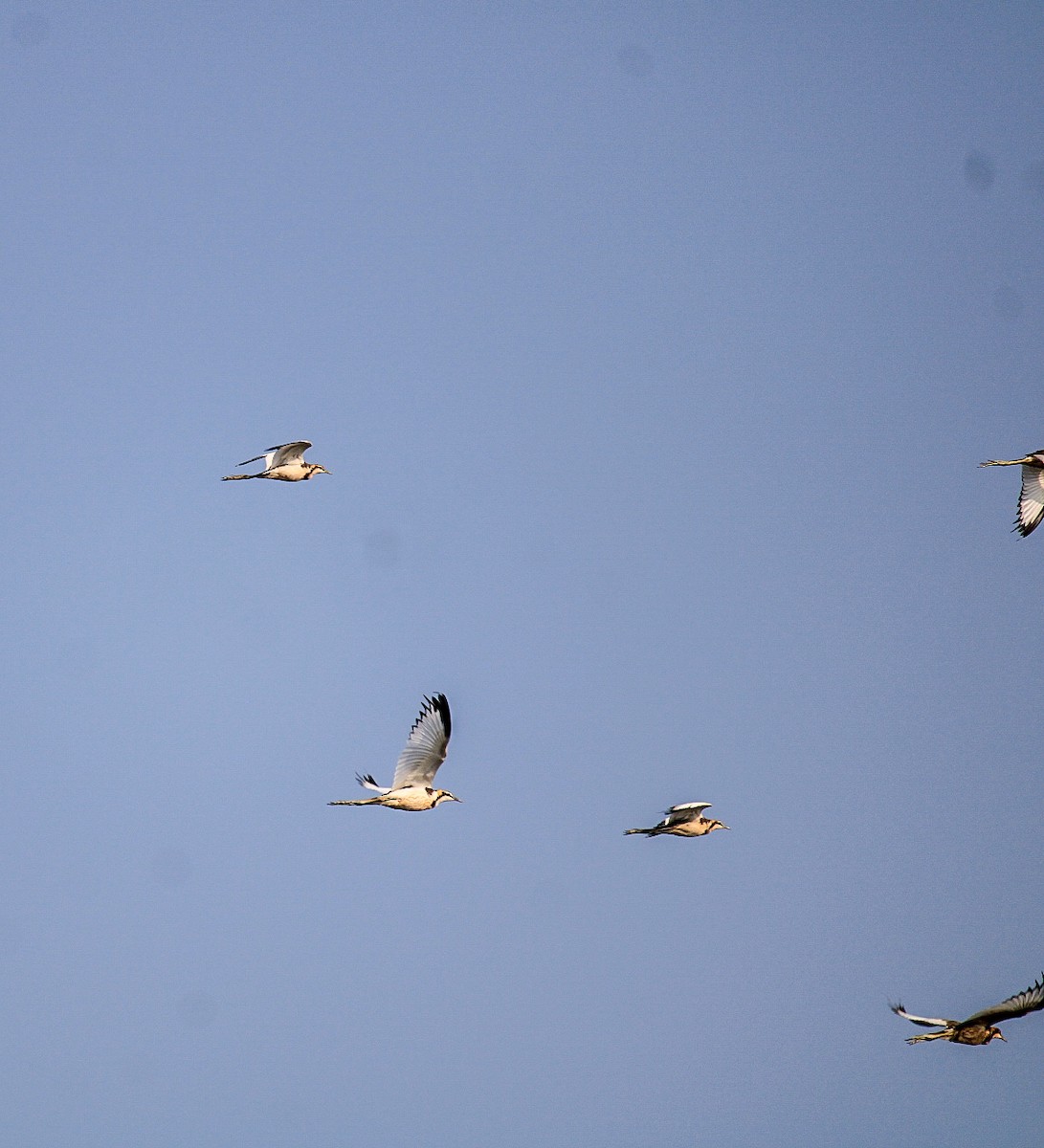 fasanbladhøne - ML646844393