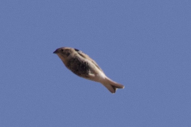 Chestnut-collared Longspur - ML646844394