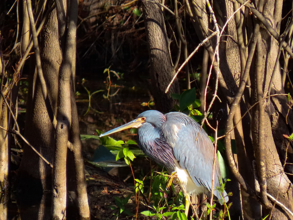 Tricolored Heron - ML646844397