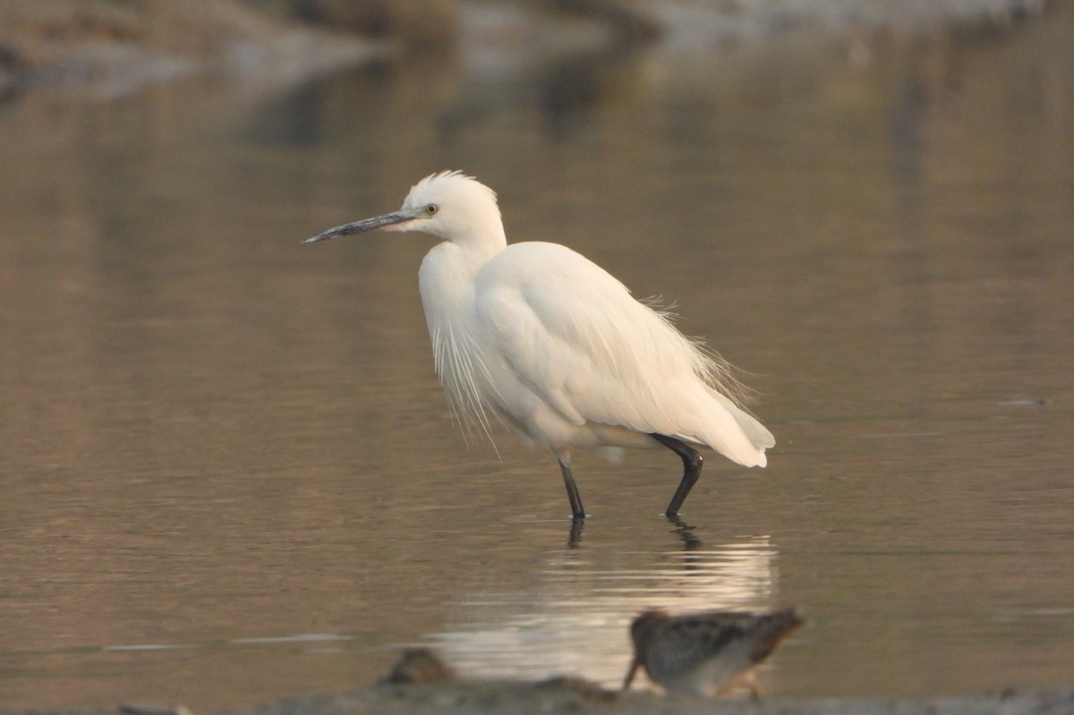 Little Egret - ML646844398