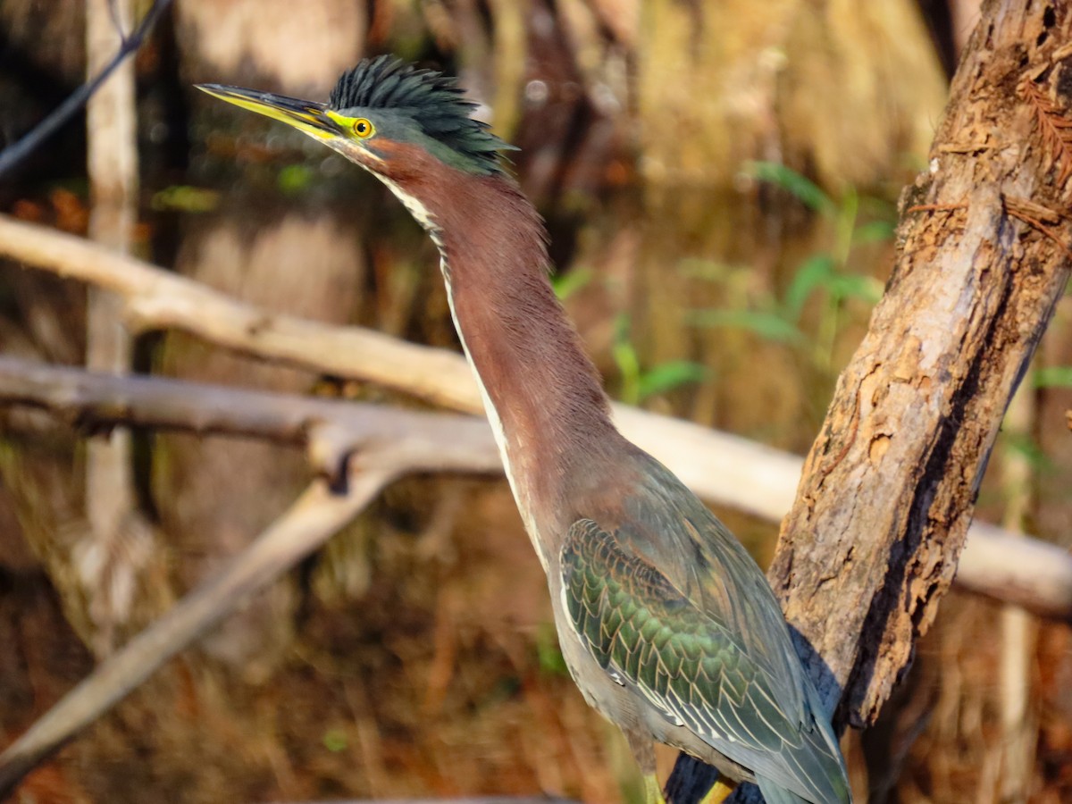 Green Heron - ML646844399