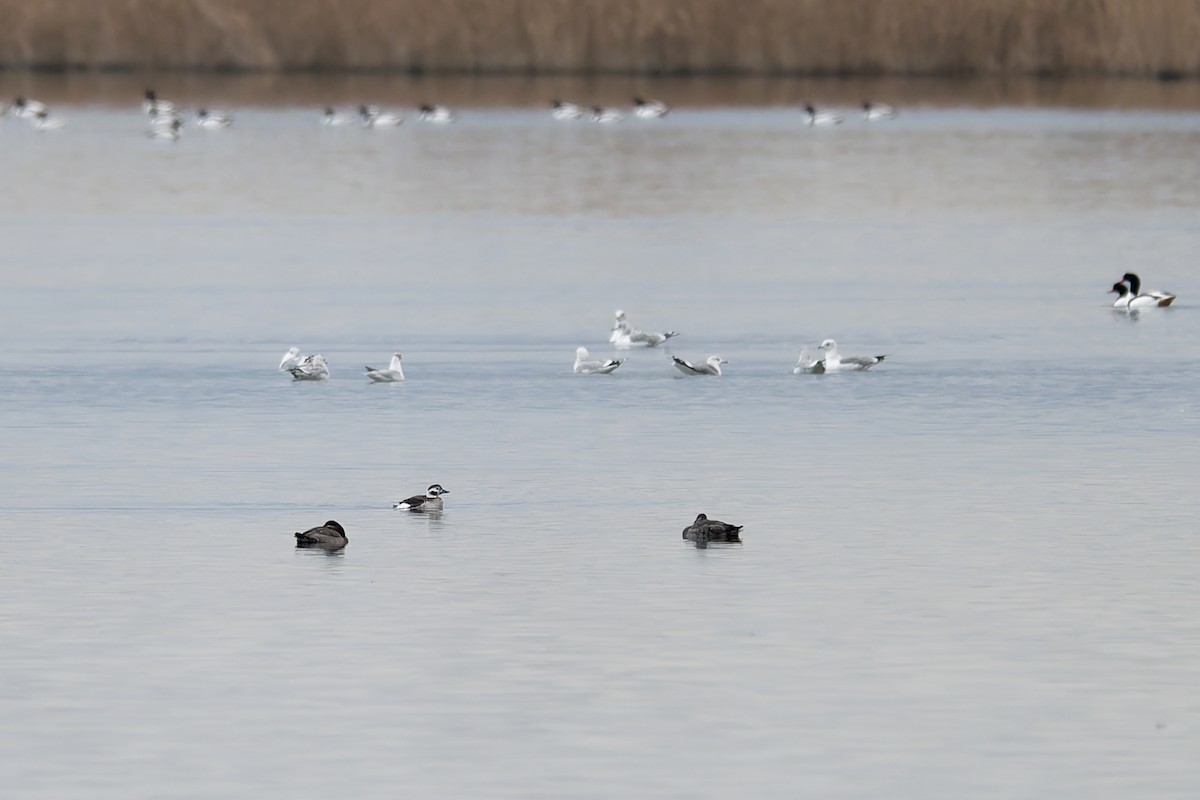 Long-tailed Duck - ML646844400