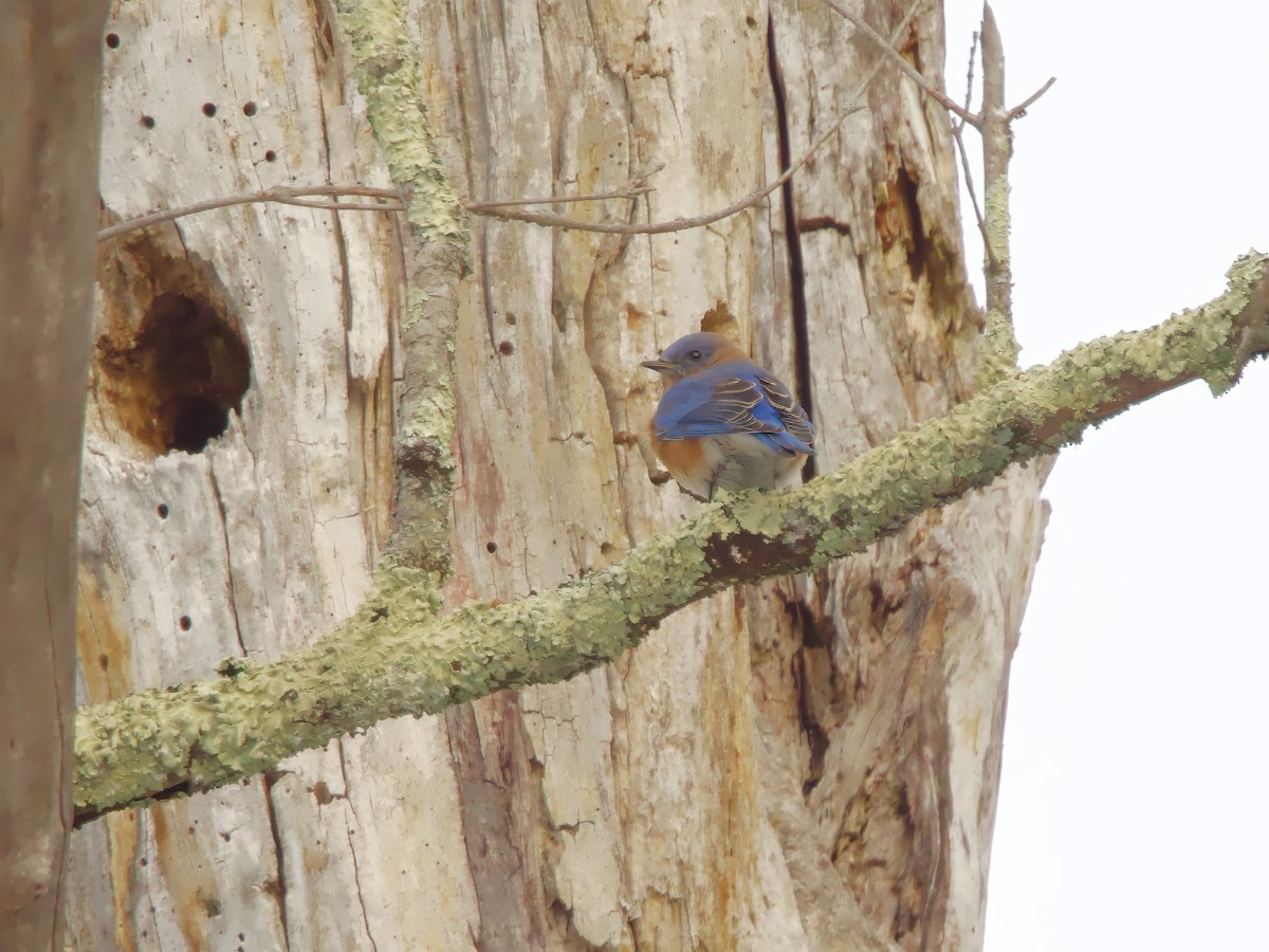 Eastern Bluebird - ML646844401
