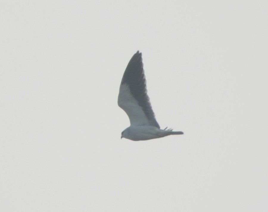 Black-winged Kite - ML646844402