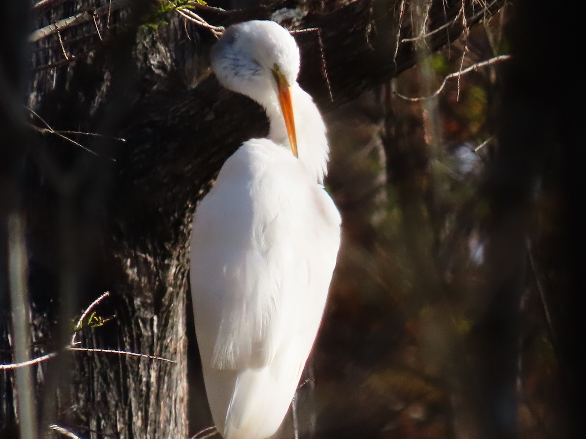 Great Egret - ML646844403