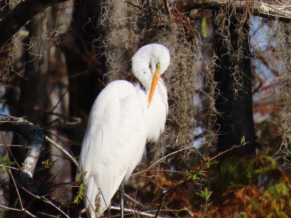 Great Egret - ML646844404