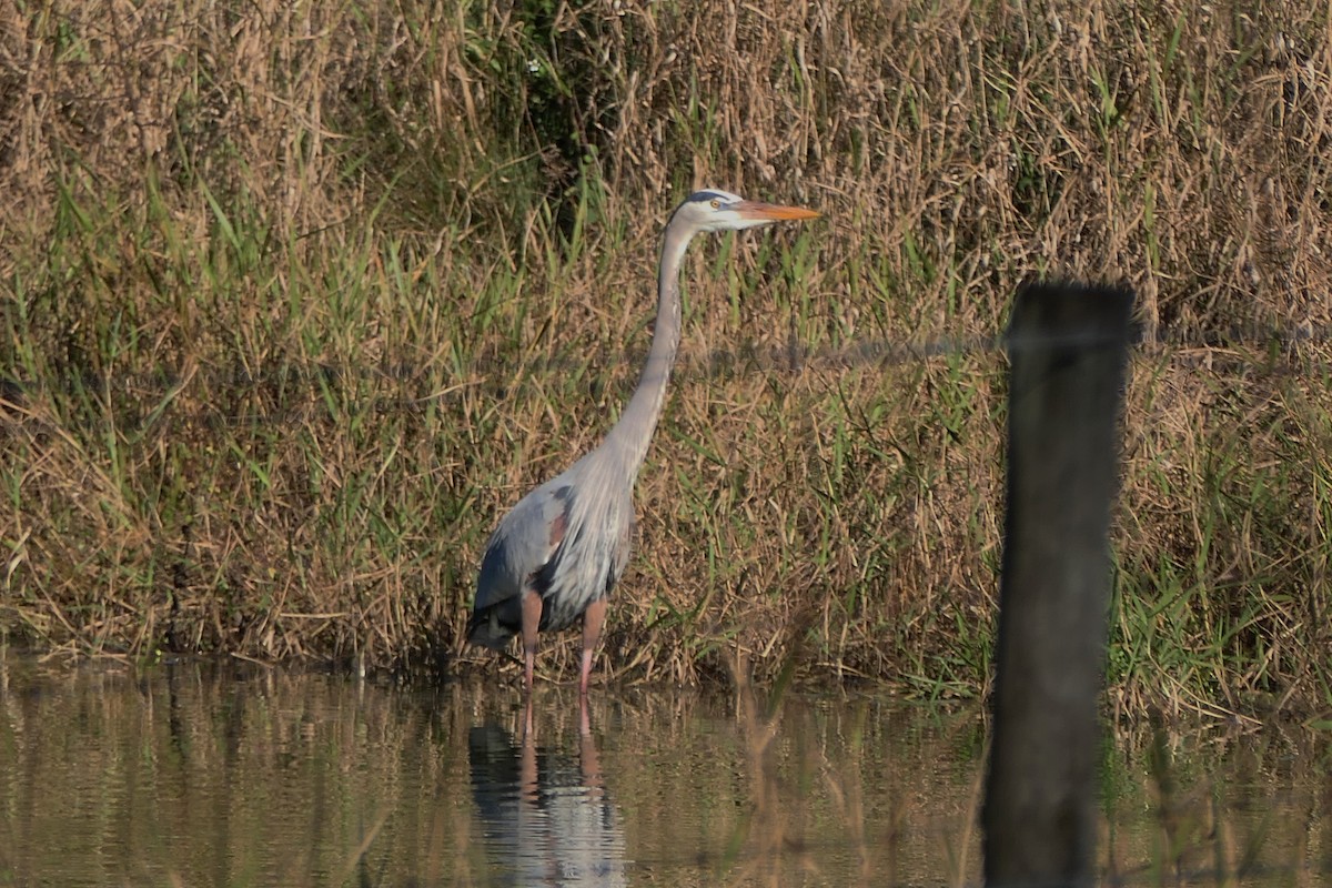 Great Blue Heron - ML646844405