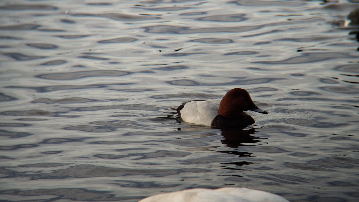 Common Pochard - ML646844407