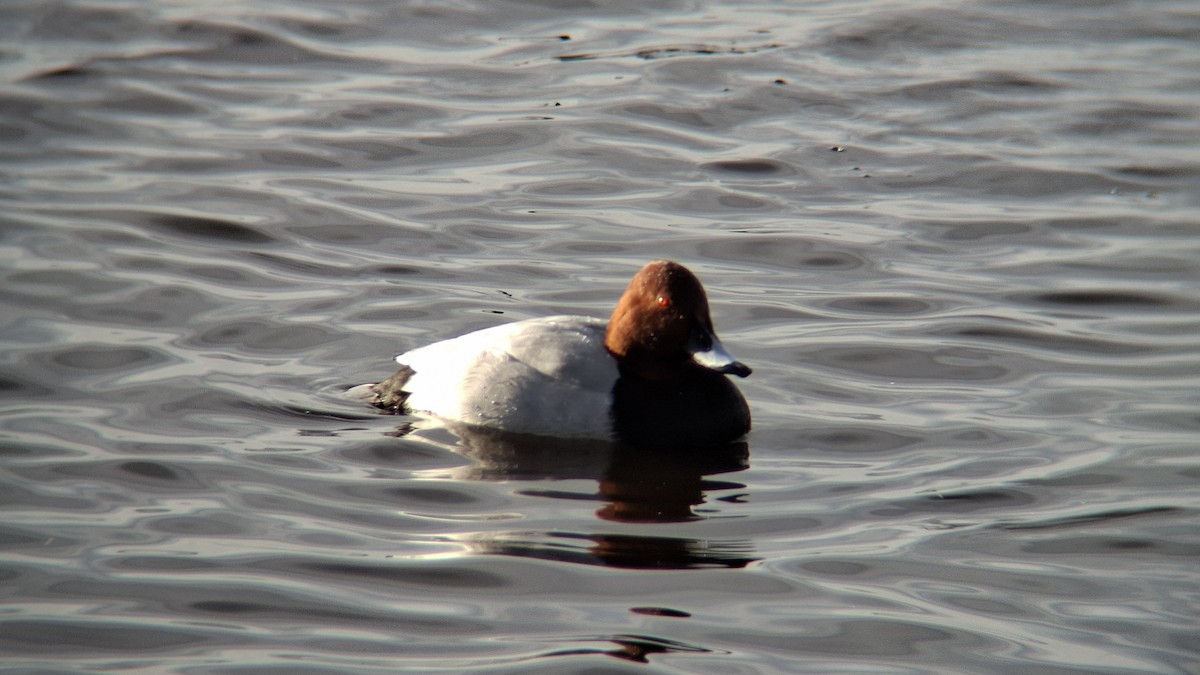 Common Pochard - ML646844408