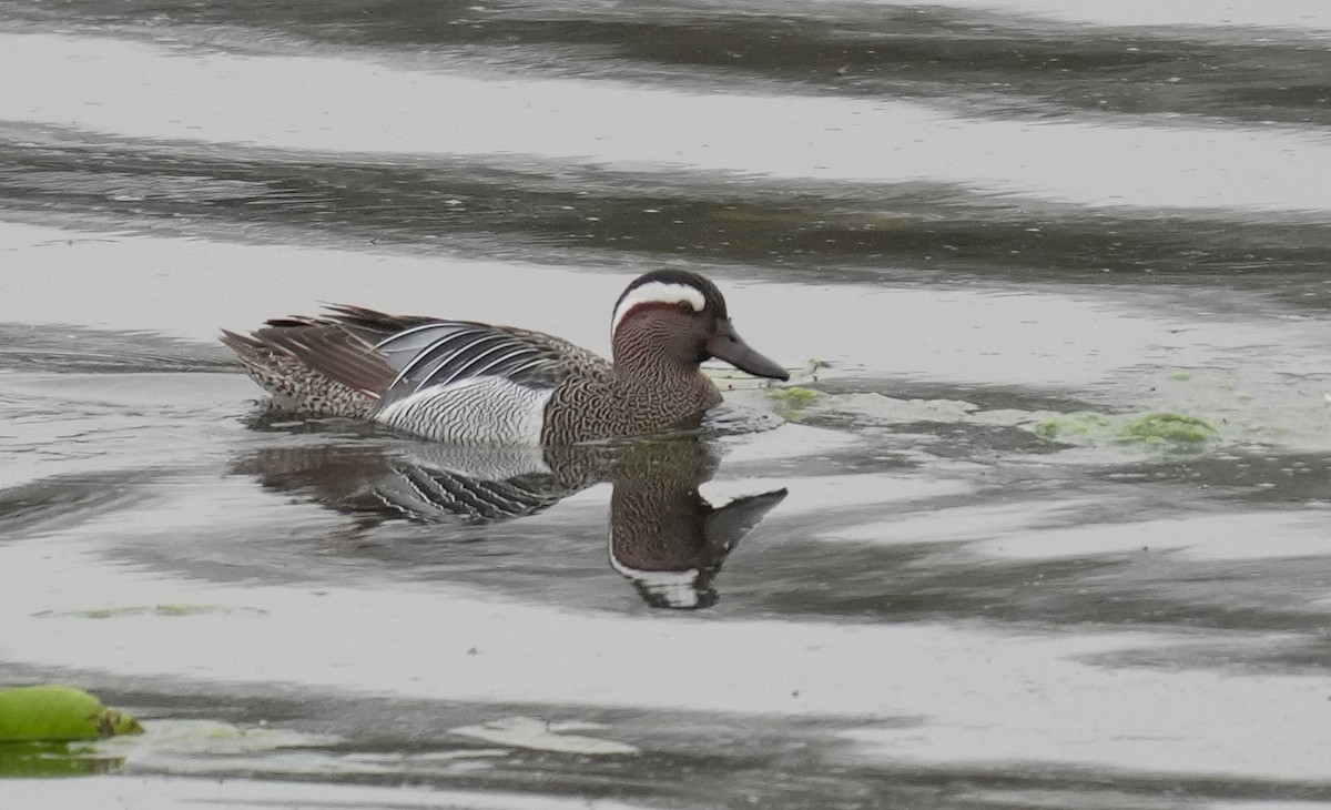 Garganey - ML646844409
