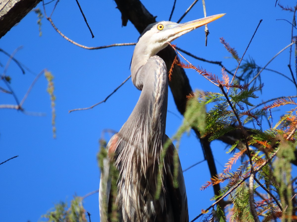 Great Blue Heron - ML646844410