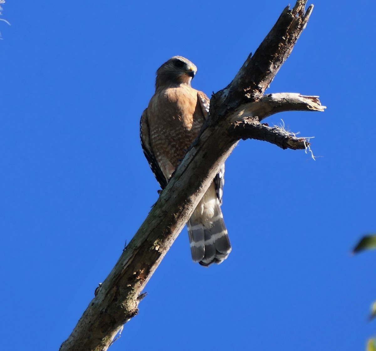 Red-shouldered Hawk - ML646844411