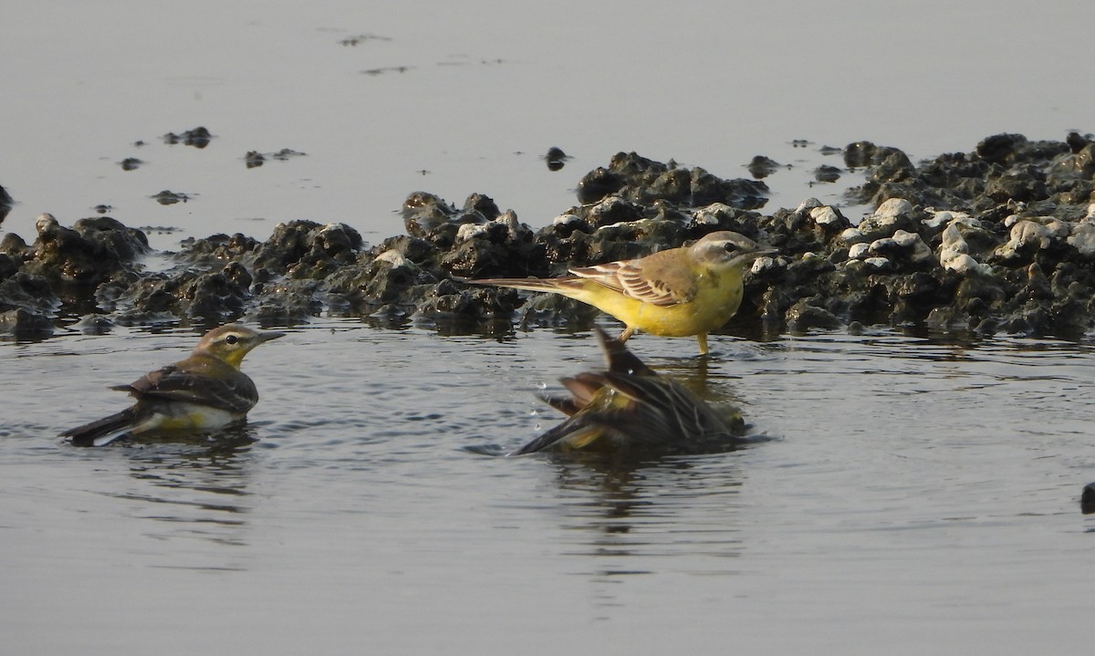 Western Yellow Wagtail - ML646844416