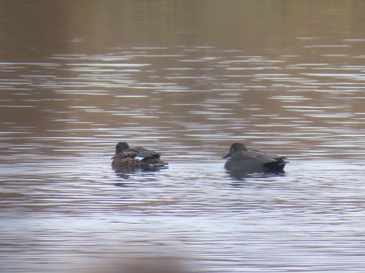 Gadwall - ML646844417