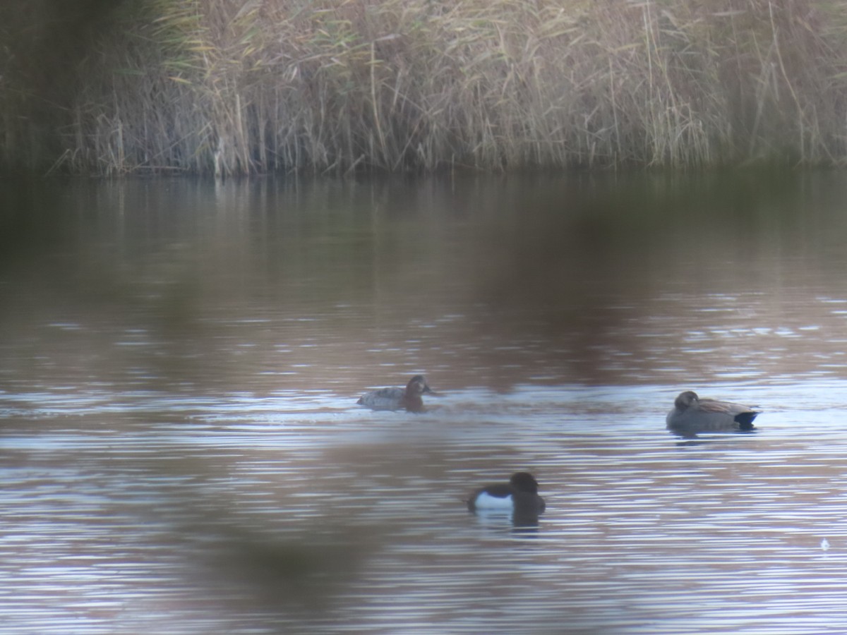 Gadwall - ML646844418