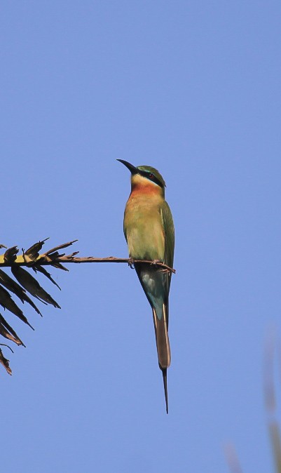 blåstjertbieter - ML646844419