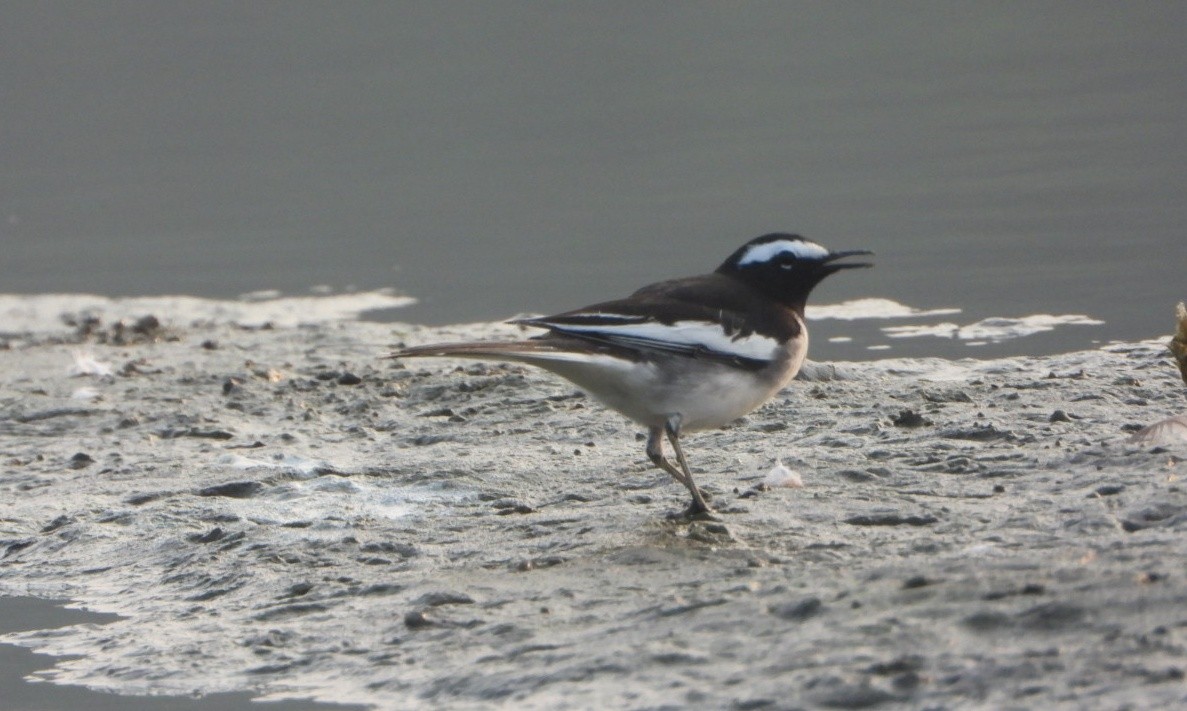 konipas indický - ML646844424