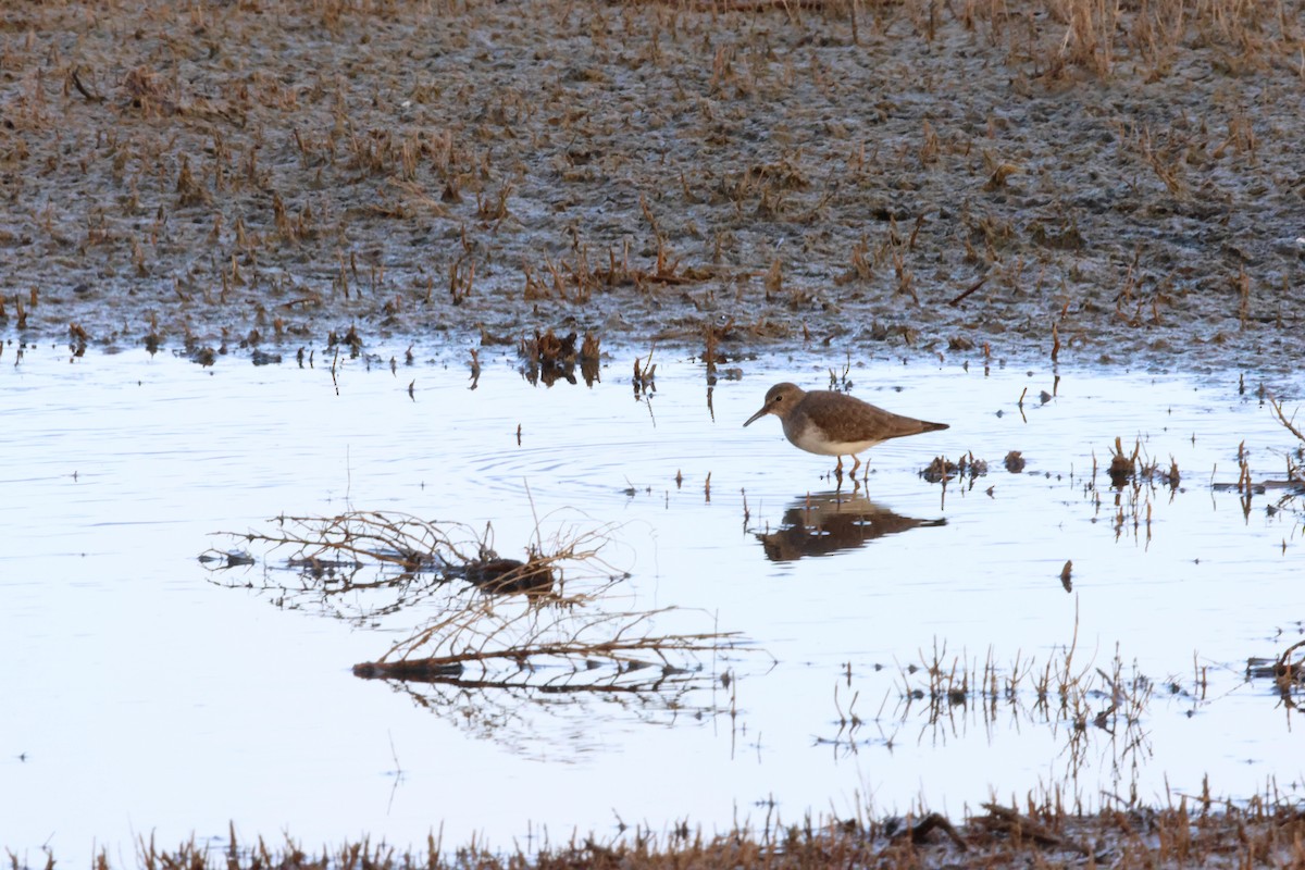 Correlimos de Temminck - ML646844429