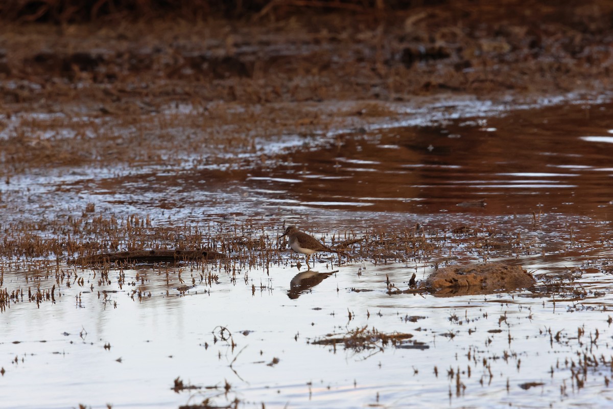 Correlimos de Temminck - ML646844430