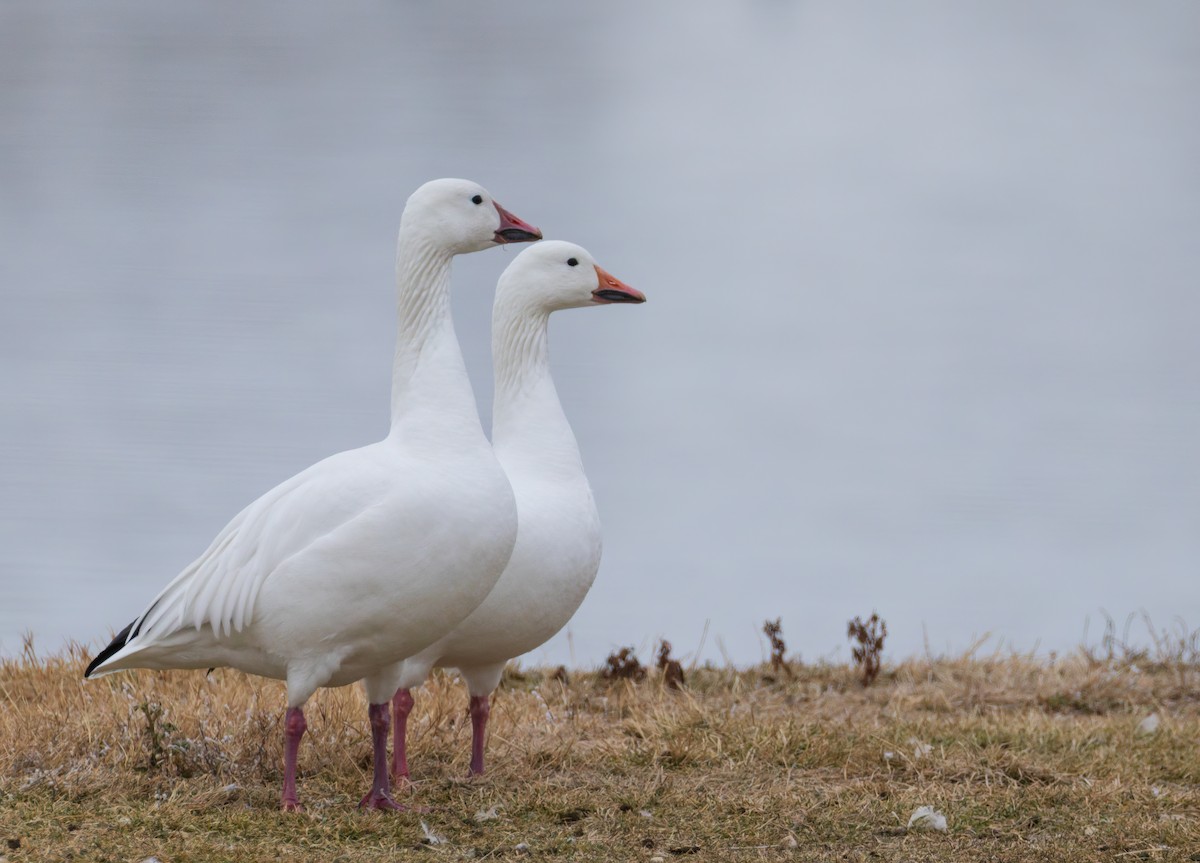 Schneegans - ML646844431