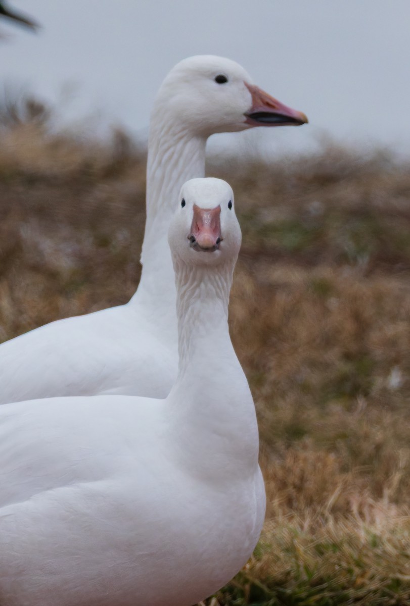 Schneegans - ML646844434