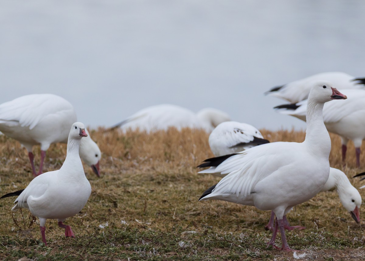 Zwergschneegans - ML646844435