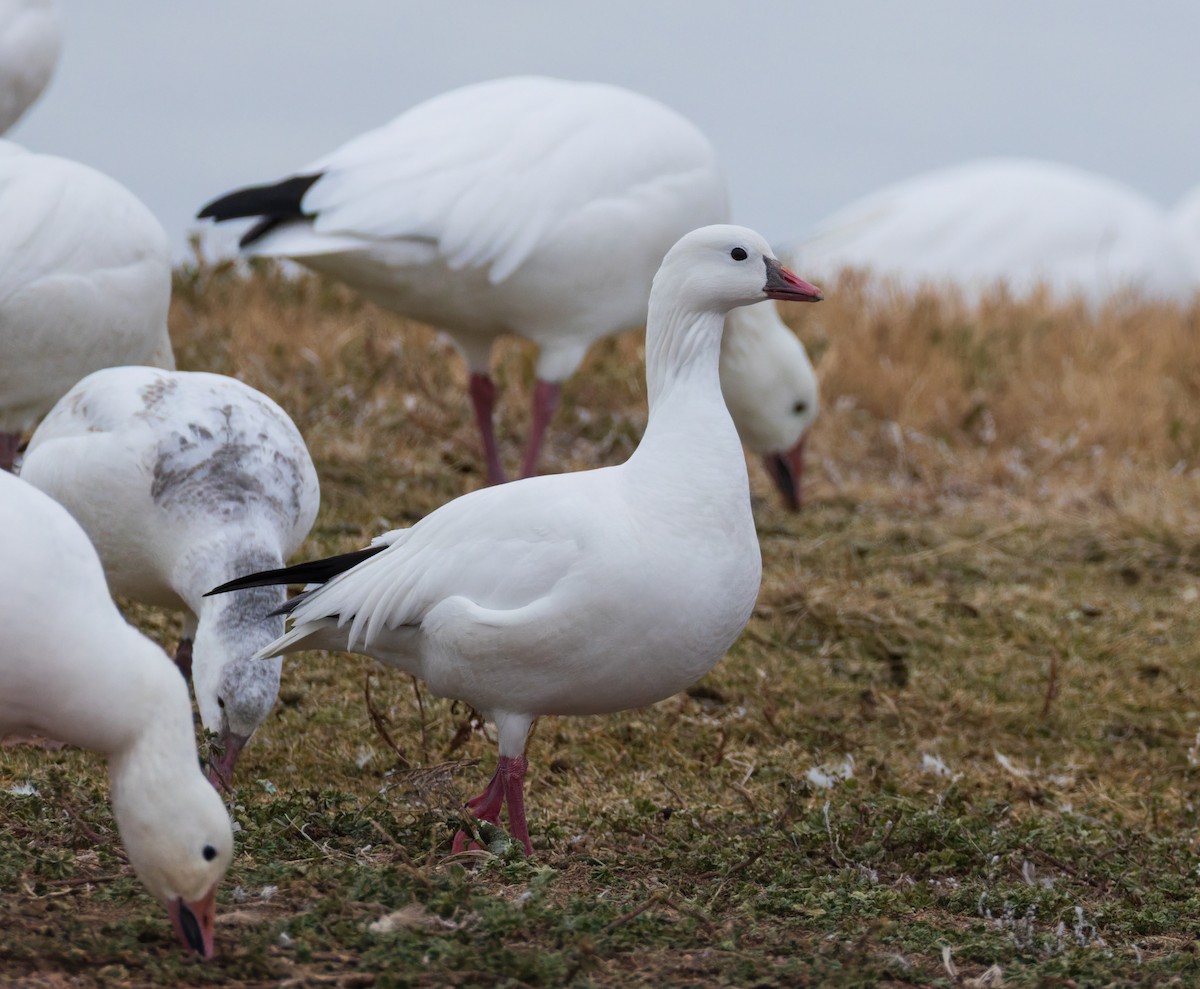 Zwergschneegans - ML646844437