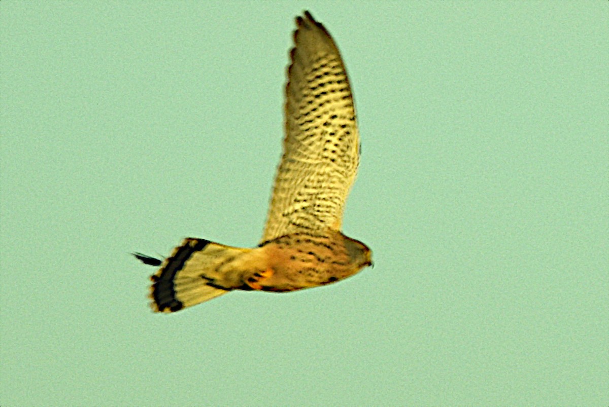 Cernícalo Vulgar - ML646844440