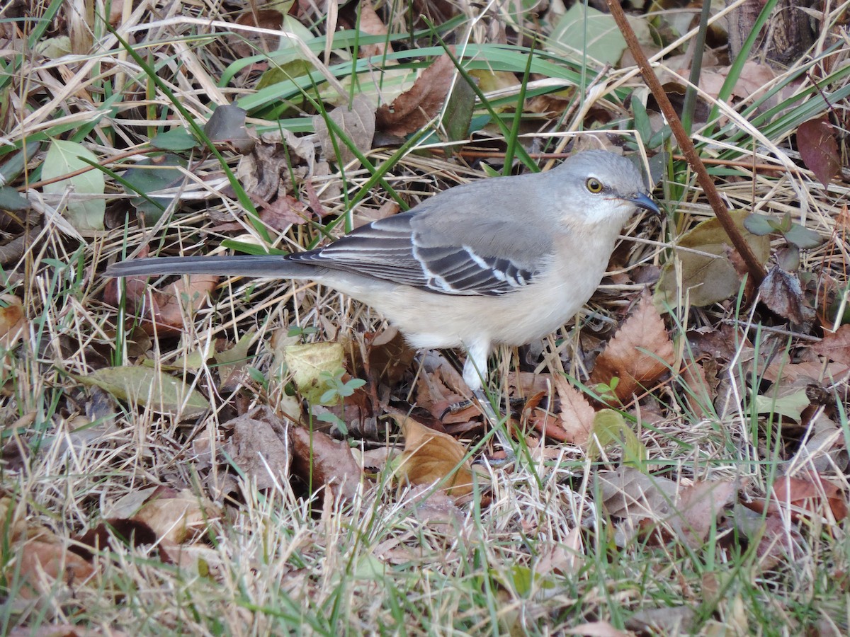 Northern Mockingbird - ML646844441