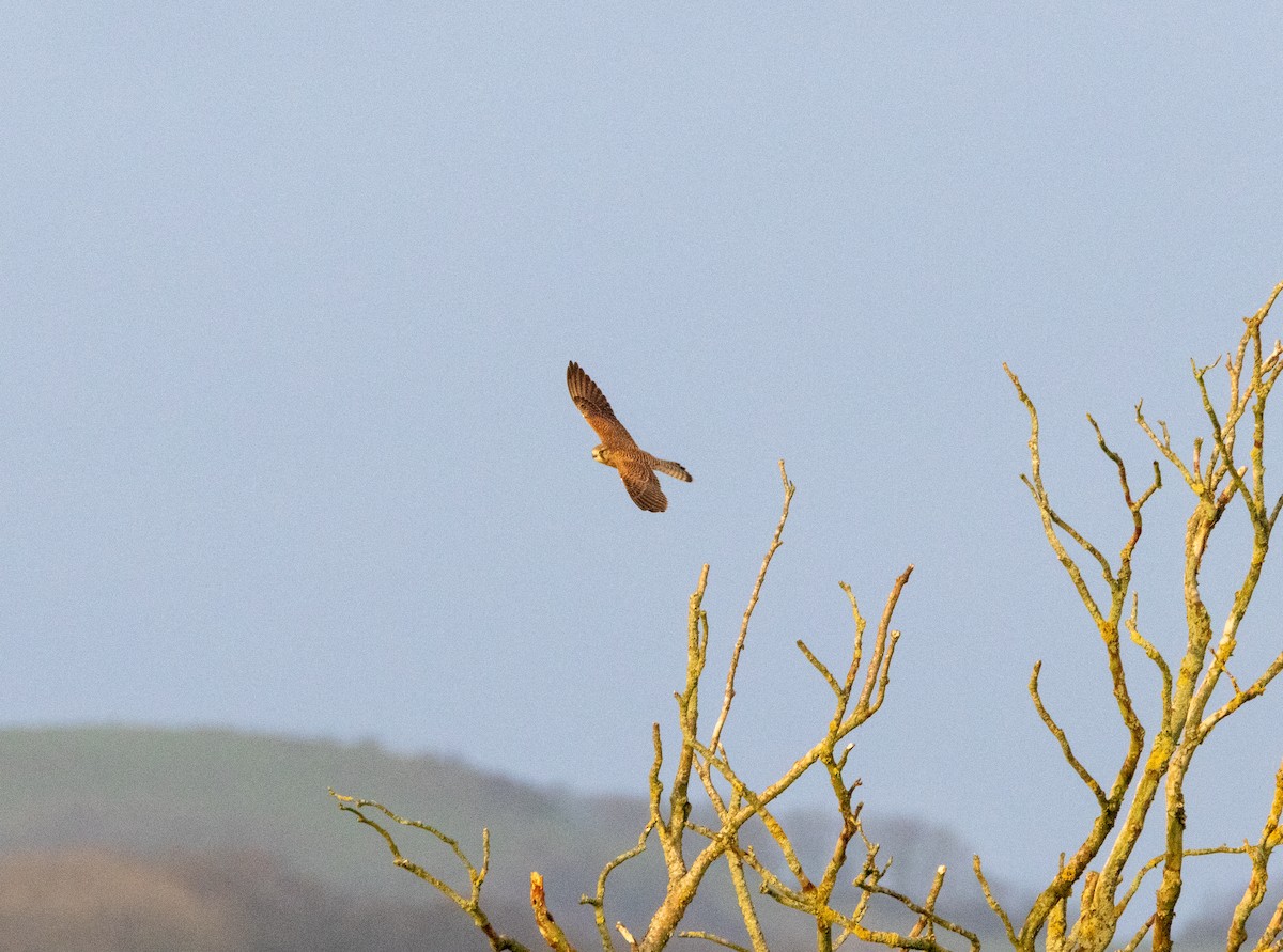 בז מצוי - ML646844442