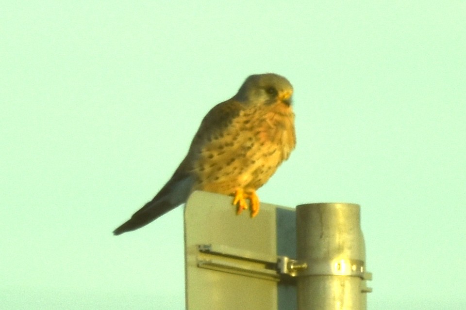 Cernícalo Vulgar - ML646844443