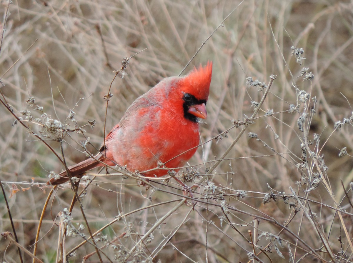 Northern Cardinal - ML646844448