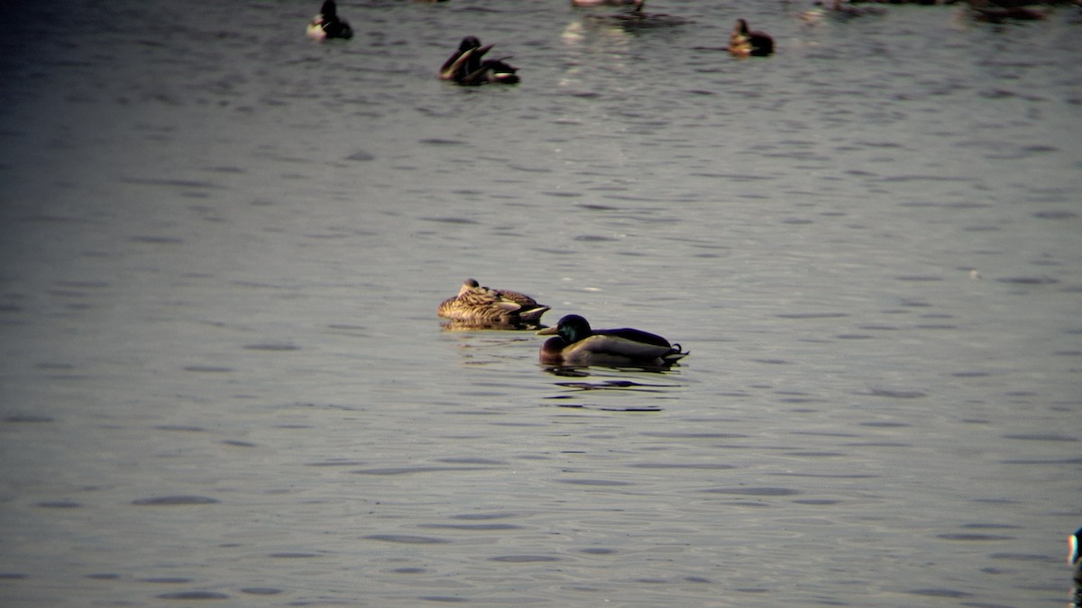 Mallard - ML646844452