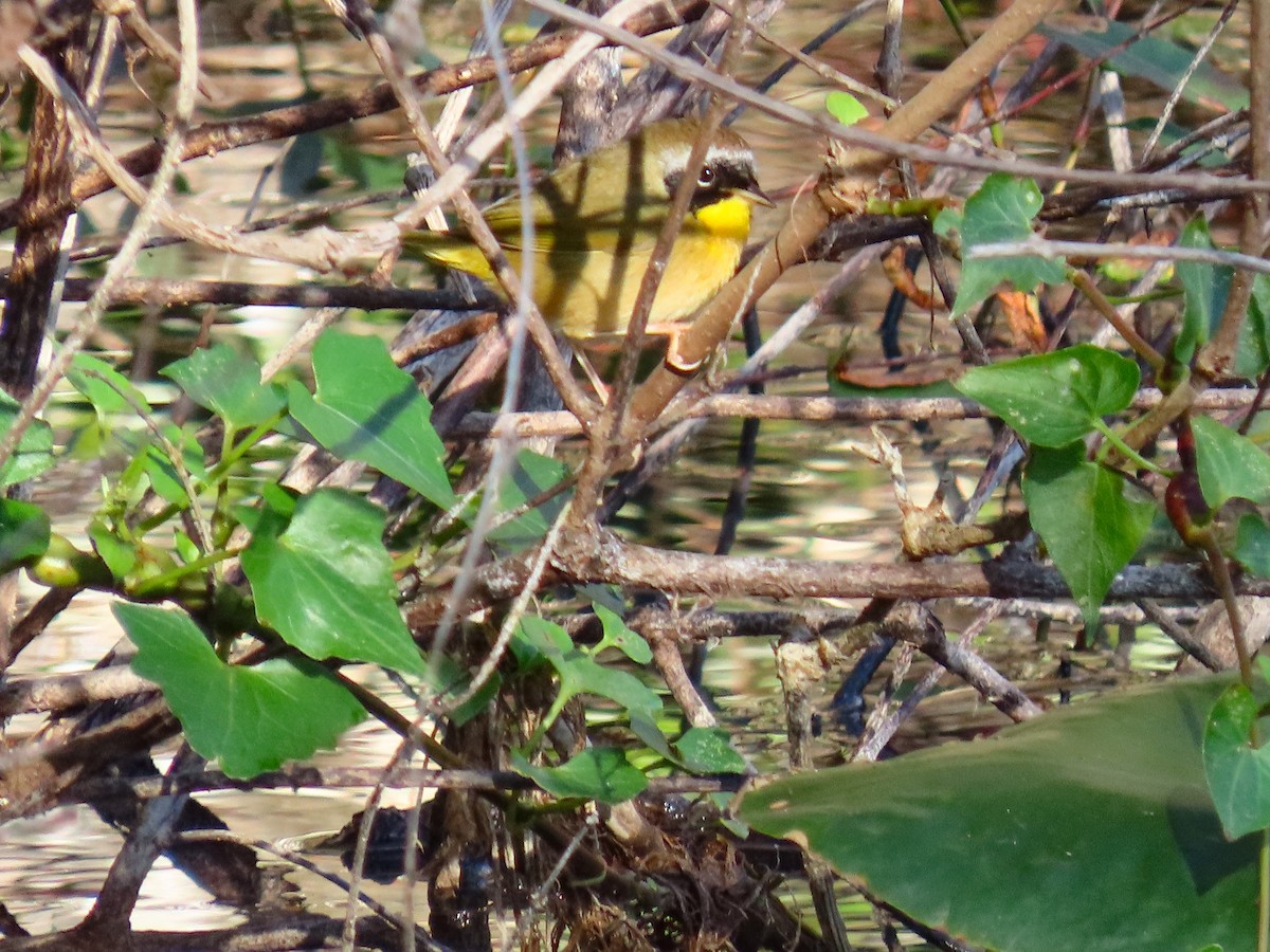 Common Yellowthroat - ML646844453