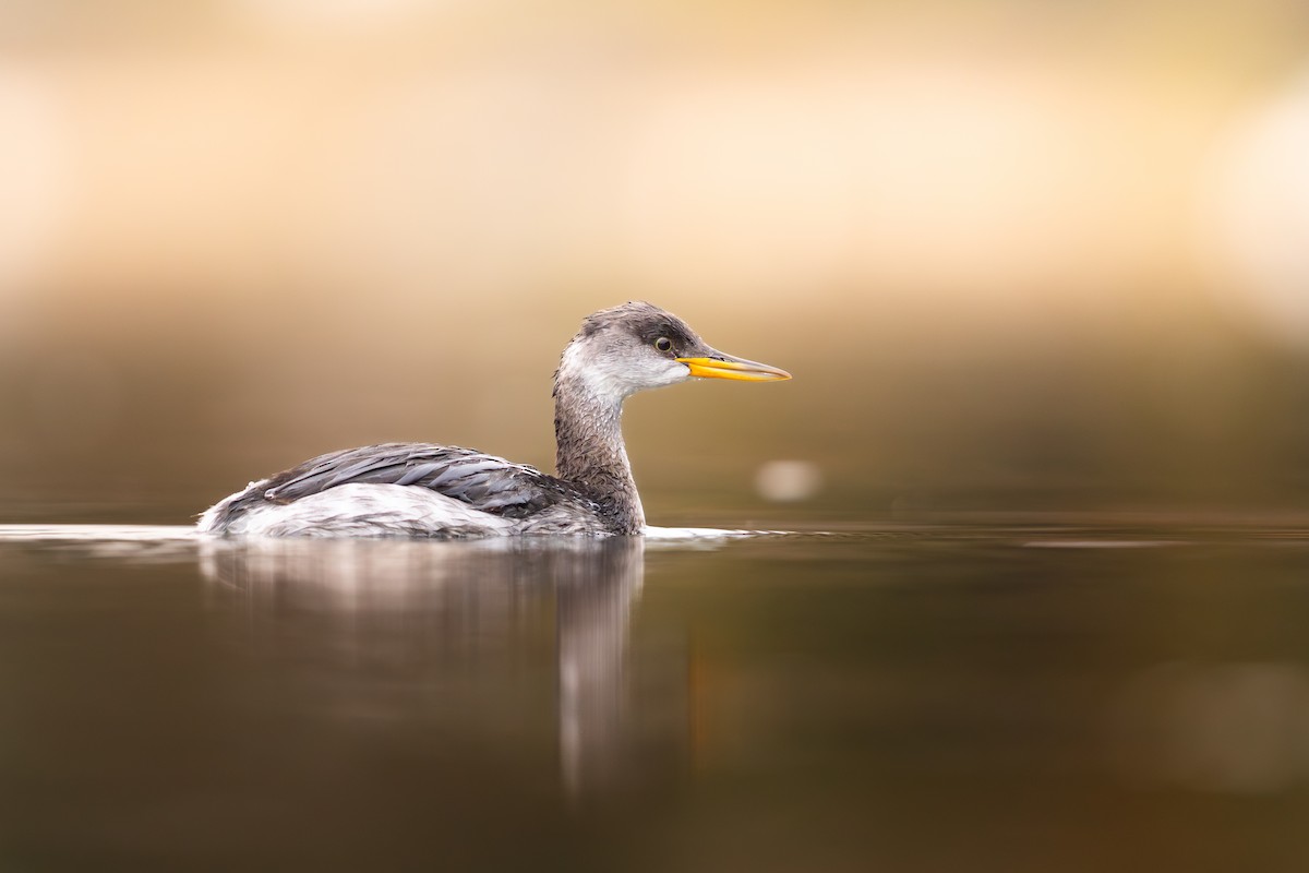 Svasso collorosso - ML646844465