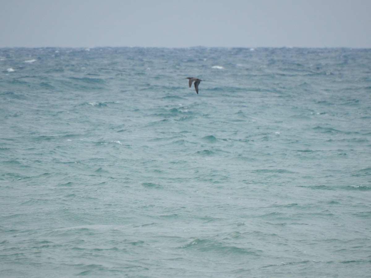 Сула атлантична - ML646844466