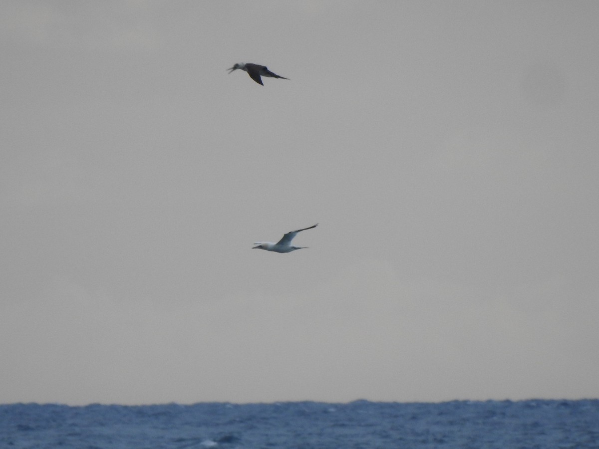 Сула атлантична - ML646844469