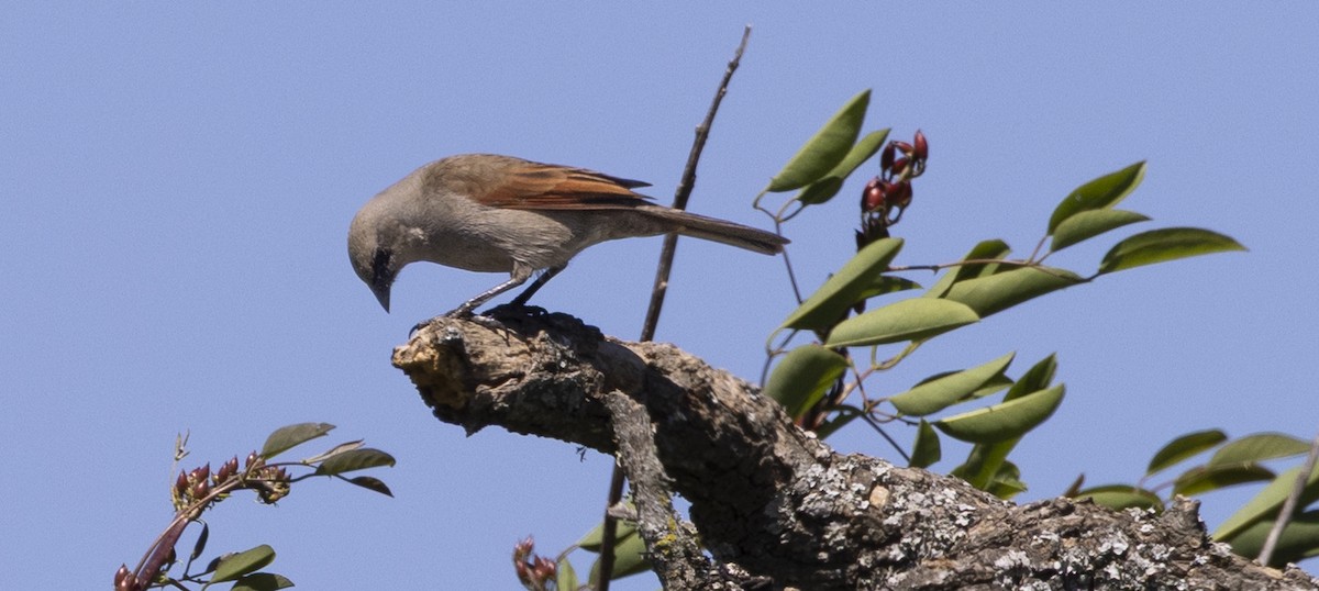 Grayish Baywing - ML646844470