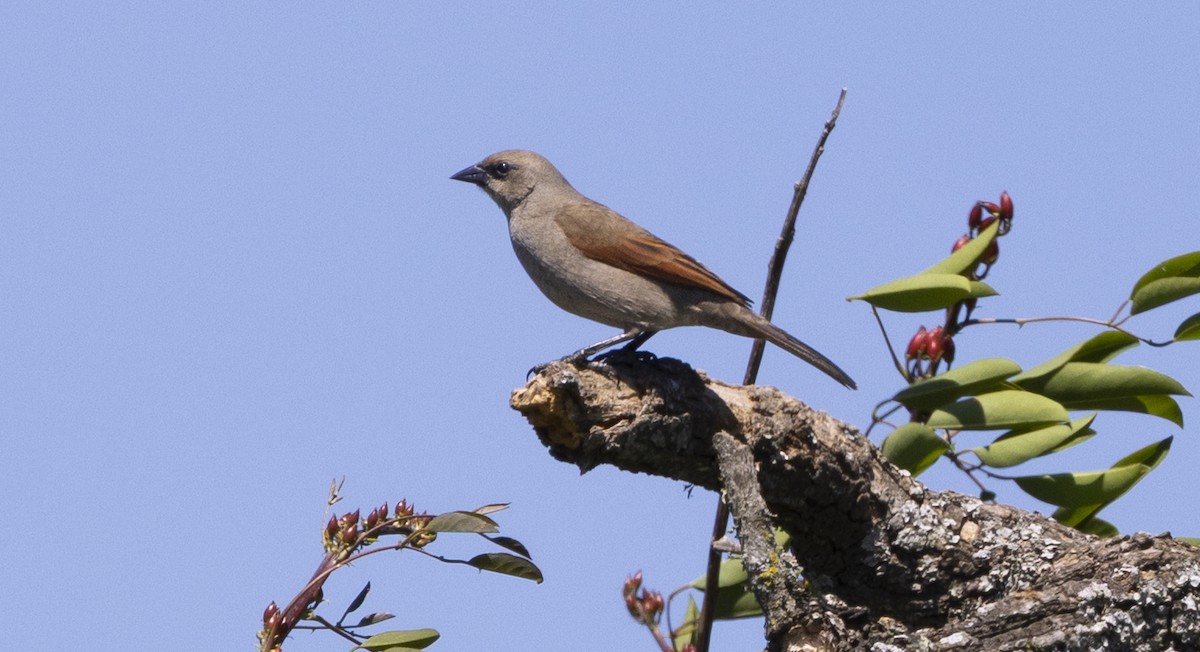 Grayish Baywing - ML646844471