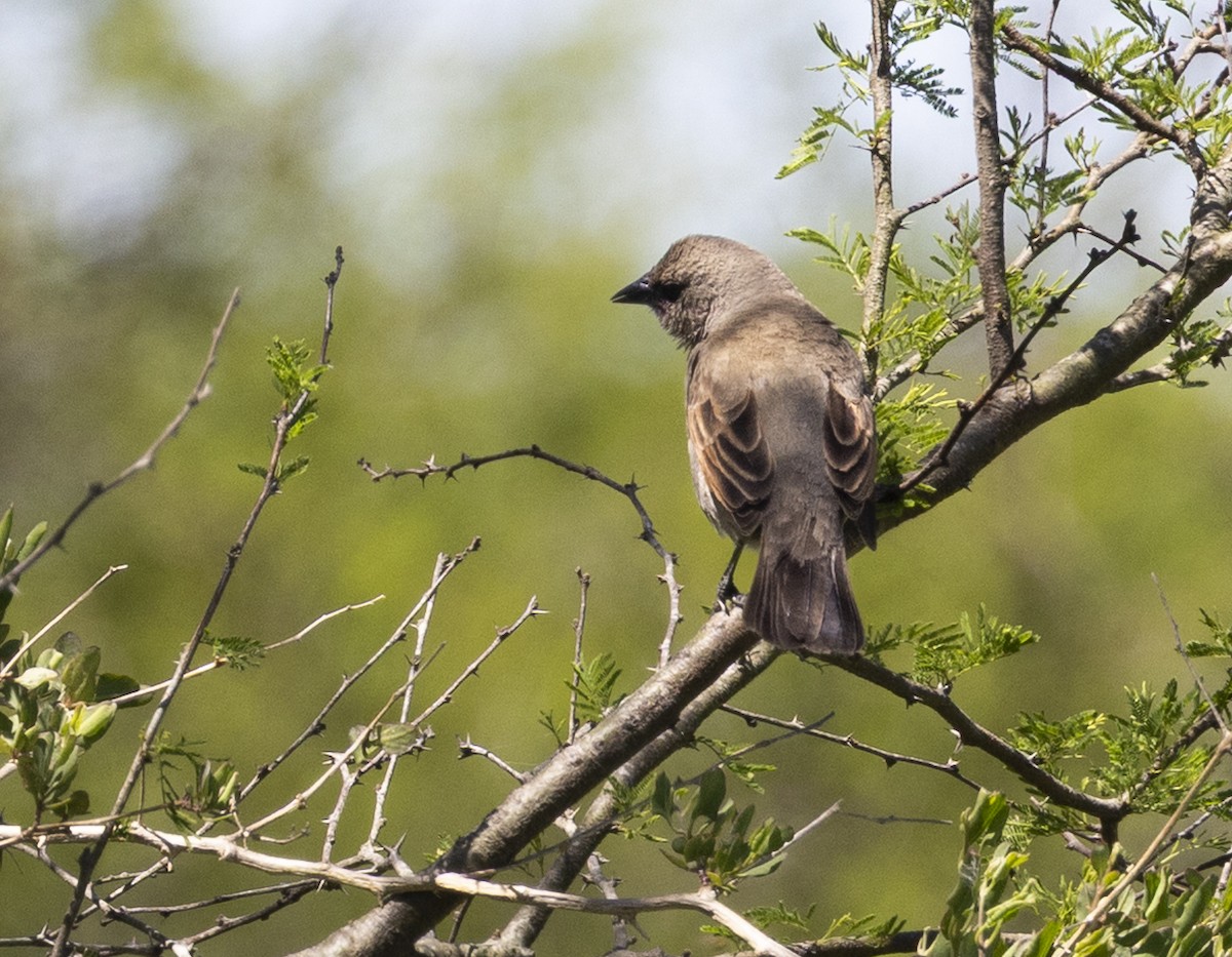 Grayish Baywing - ML646844472