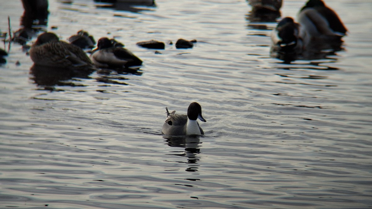 Northern Pintail - ML646844473