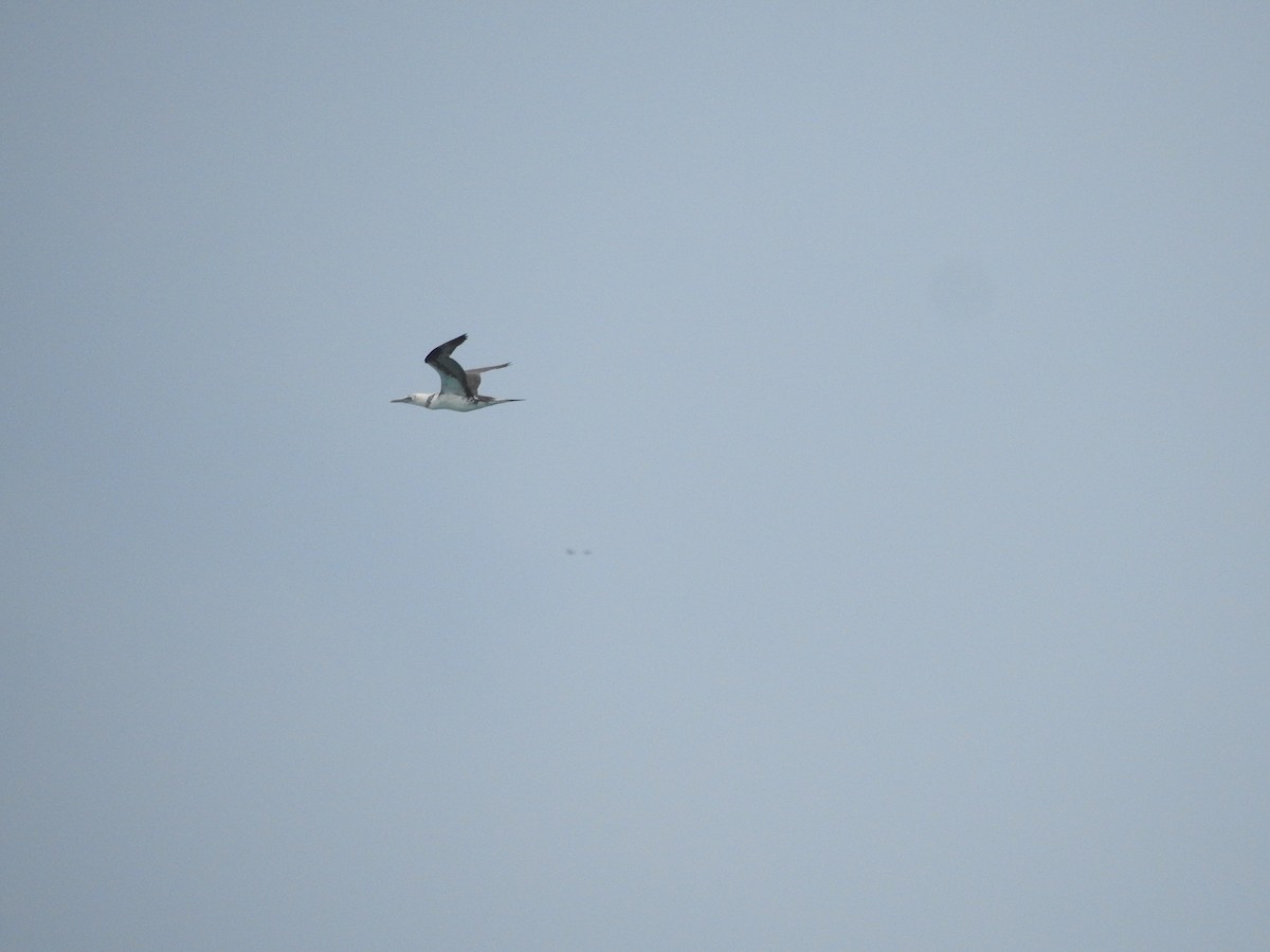 Сула атлантична - ML646844474