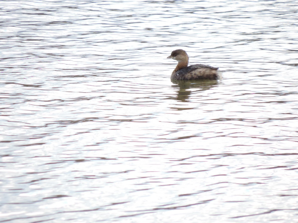 Pied-billed Grebe - ML646844476
